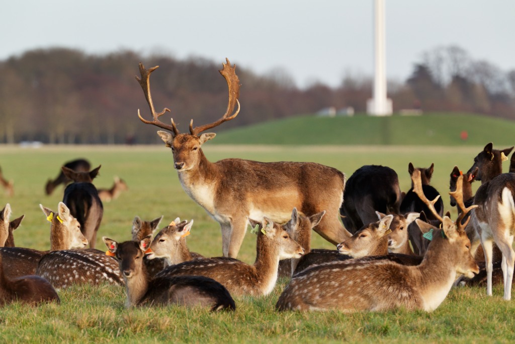 Wildlife-deer-phoenix-park-insetcms