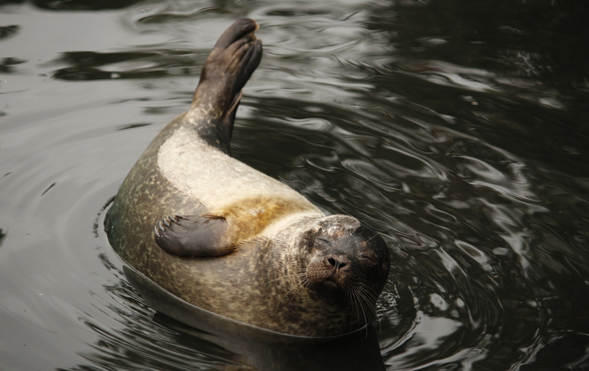 5-ways-ireland-seal