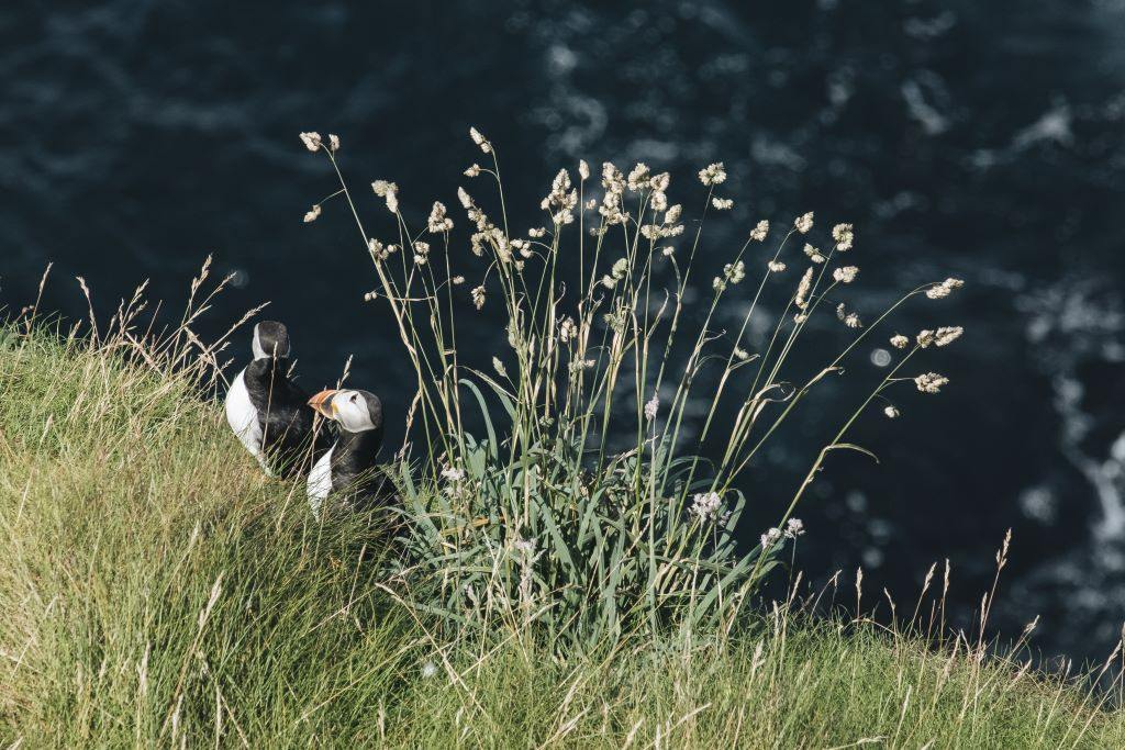 Wildlife-Puffins-Rathlin-insetcms