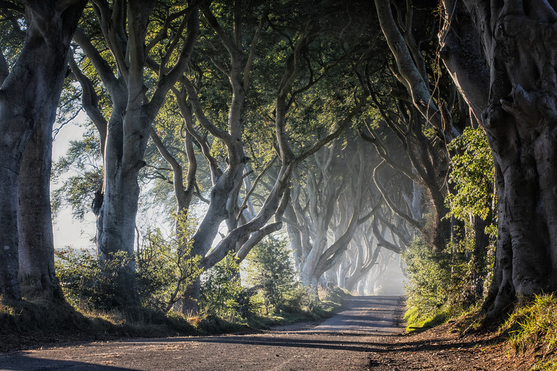 Tunnel d'hêtres tordus formant les Dark Hedges à Ballymoney, projetant des ombres et des lumières dramatiques.