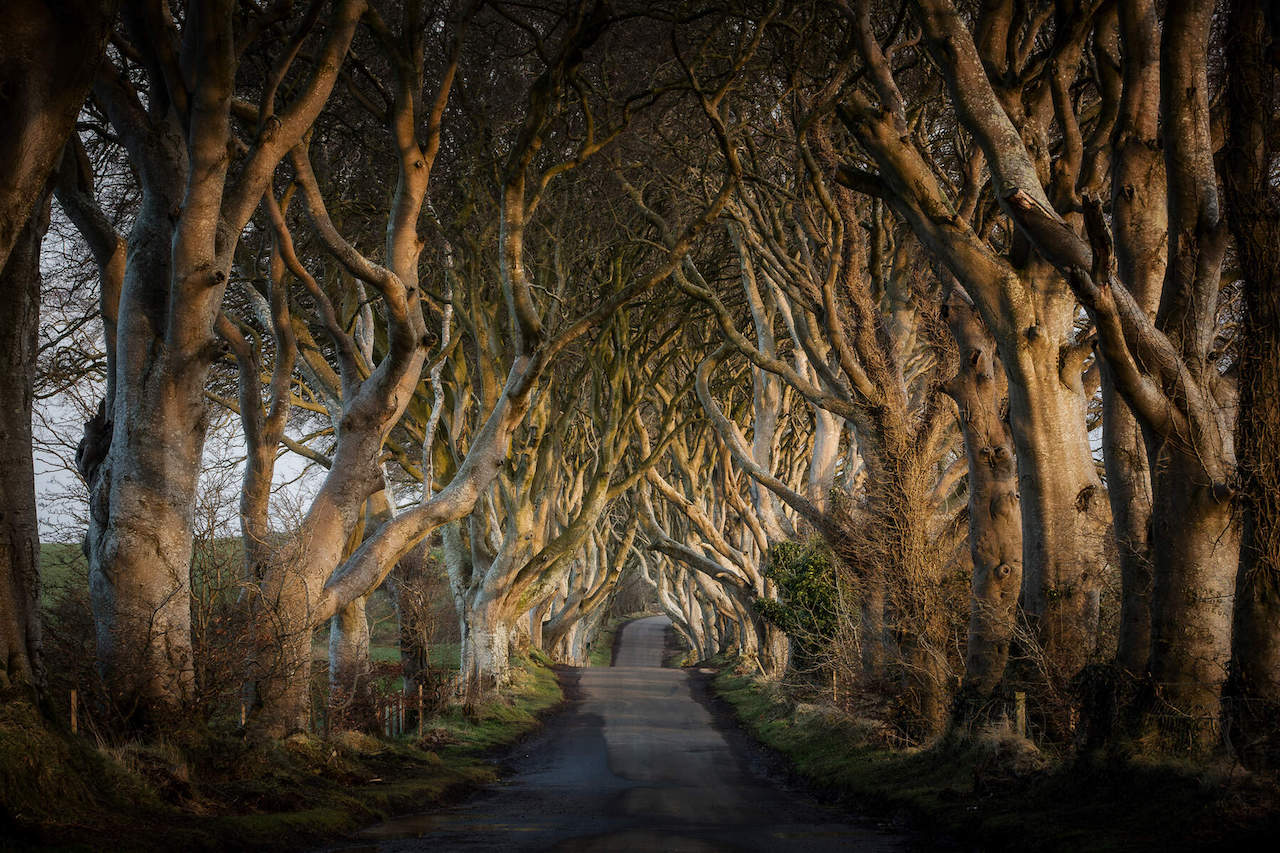 The Kingsroad
