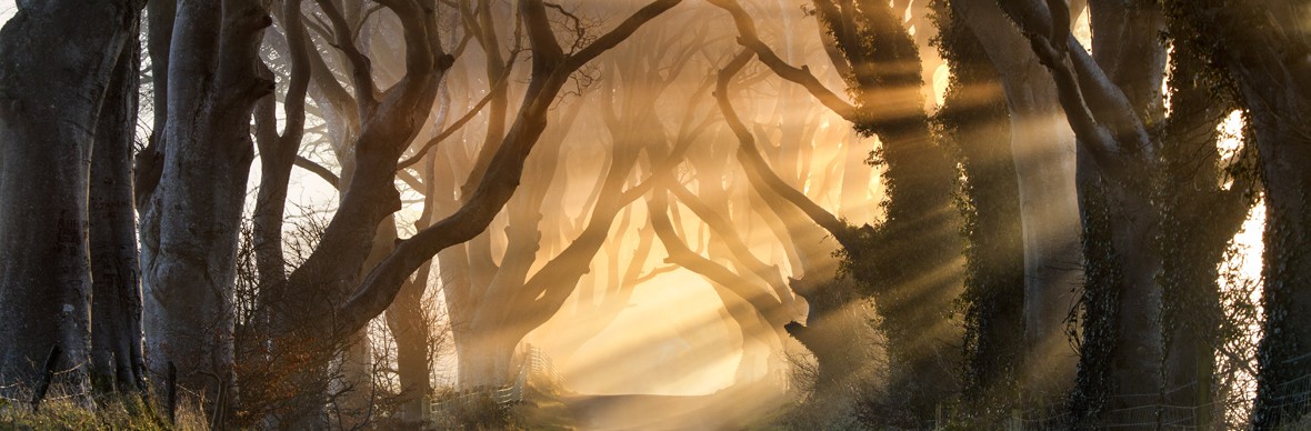 The Dark Hedges, County Antrim
