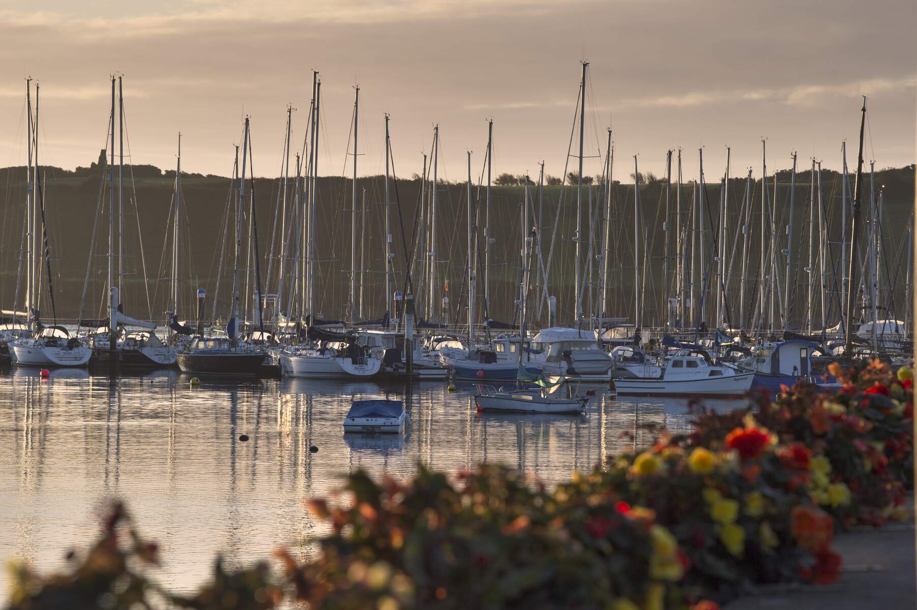 Een groep zeilboten aangemeerd in de haven van Kinsale tijdens de gouden uurtje, met wazige bloemen op de voorgrond en beboste heuvels op de achtergrond.