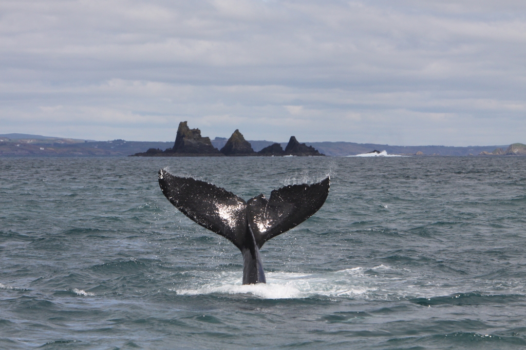 La coda di una balena schizza tra le acque dell'Atlantico al largo della costa della West Cork, con isole rocciose sullo sfondo.