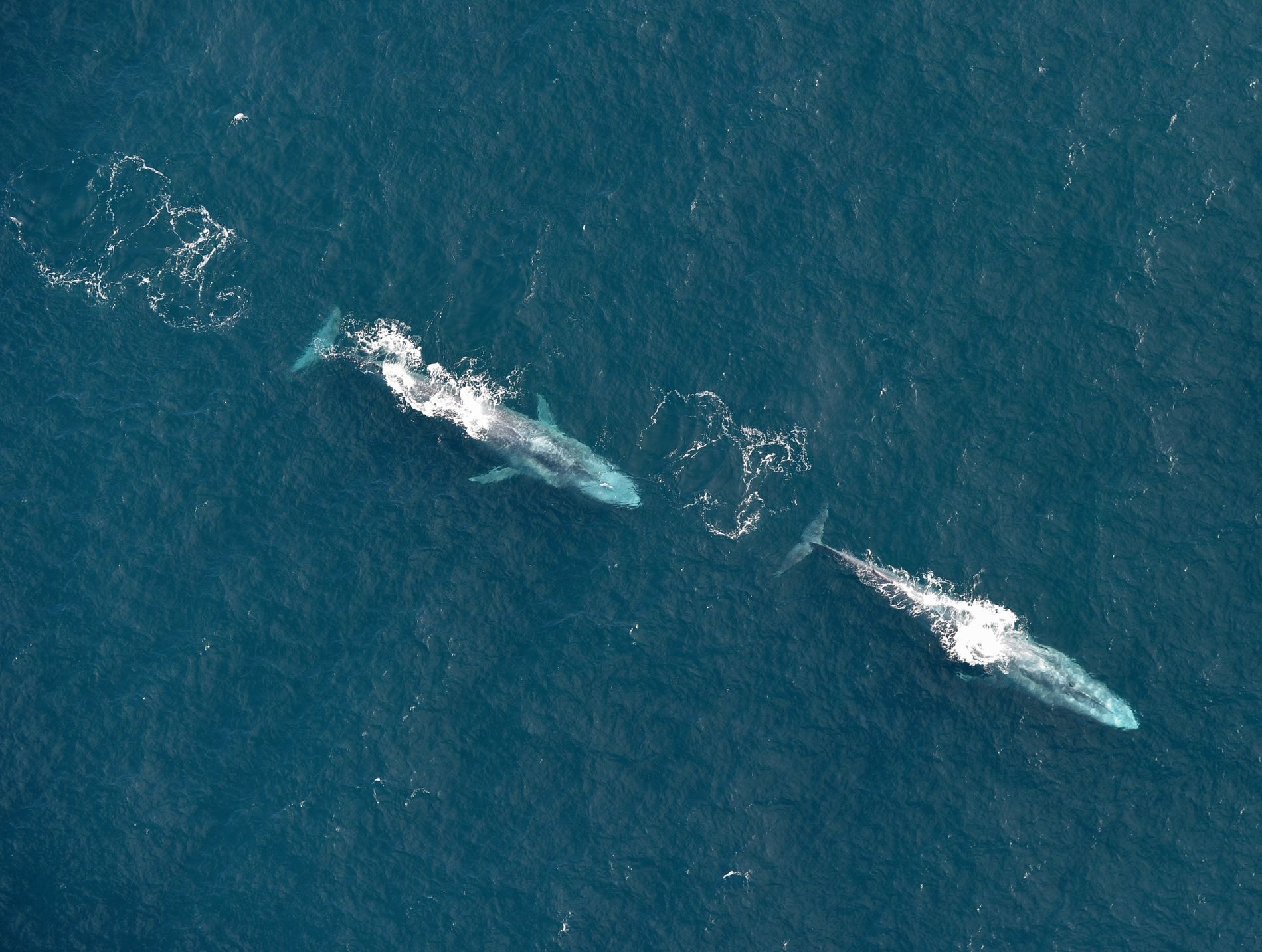 mizen-head-blue-whales