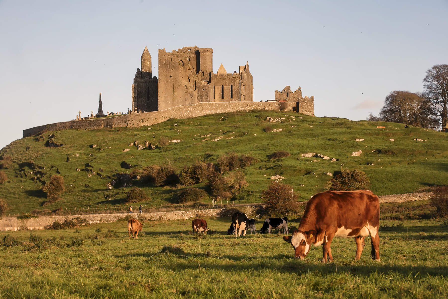 Cows grazing below the Rock of Cashel Co Tipperarywebsize2500x1200px