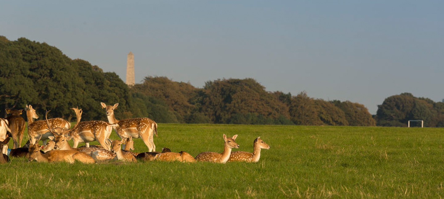 Phoenic Park deer