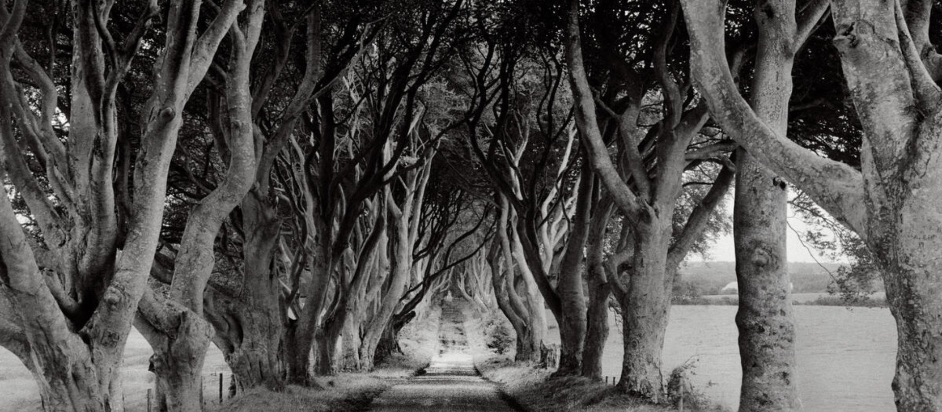 homepageesesdarkhedges1