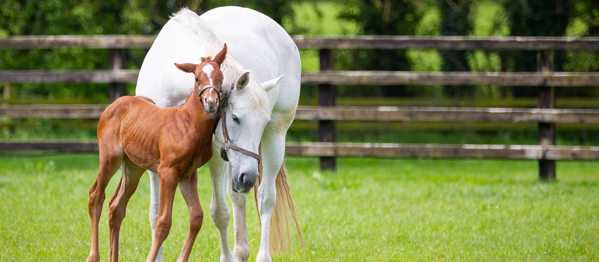 White mare and chestnut foal standing together in a grassy paddock at the Irish National Stud, County Kildare.