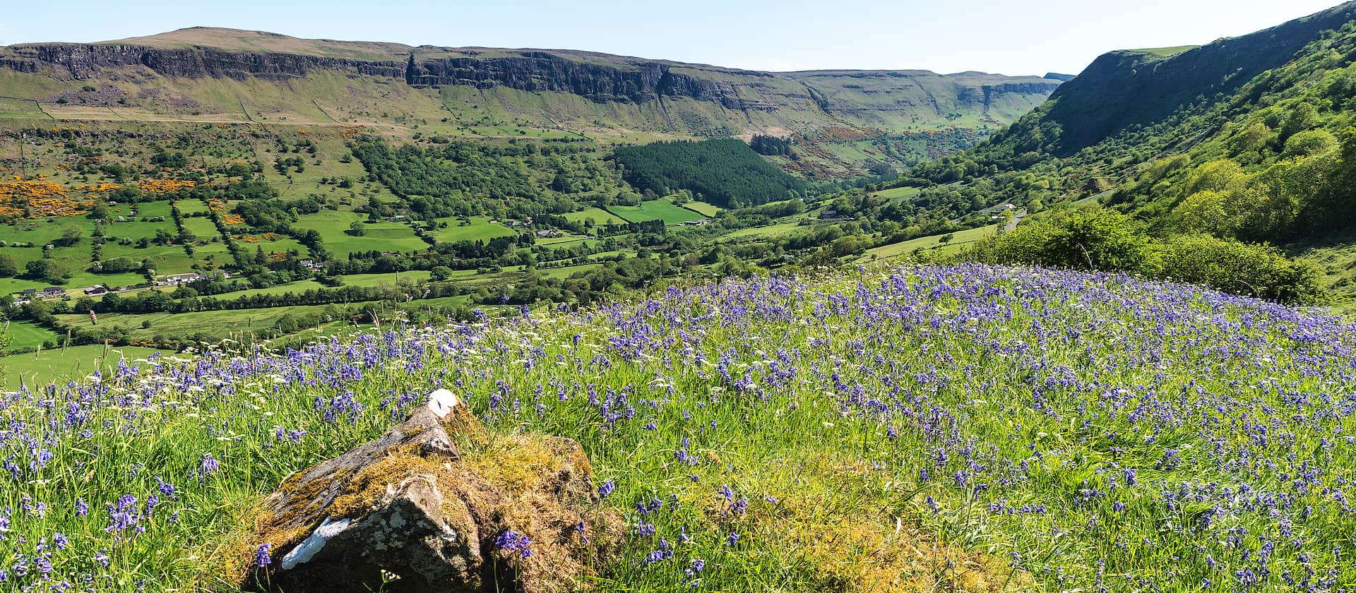Bluebells in bloom overlooking the green valley and cliffs of Glenariff Forest Park, County Antrim.