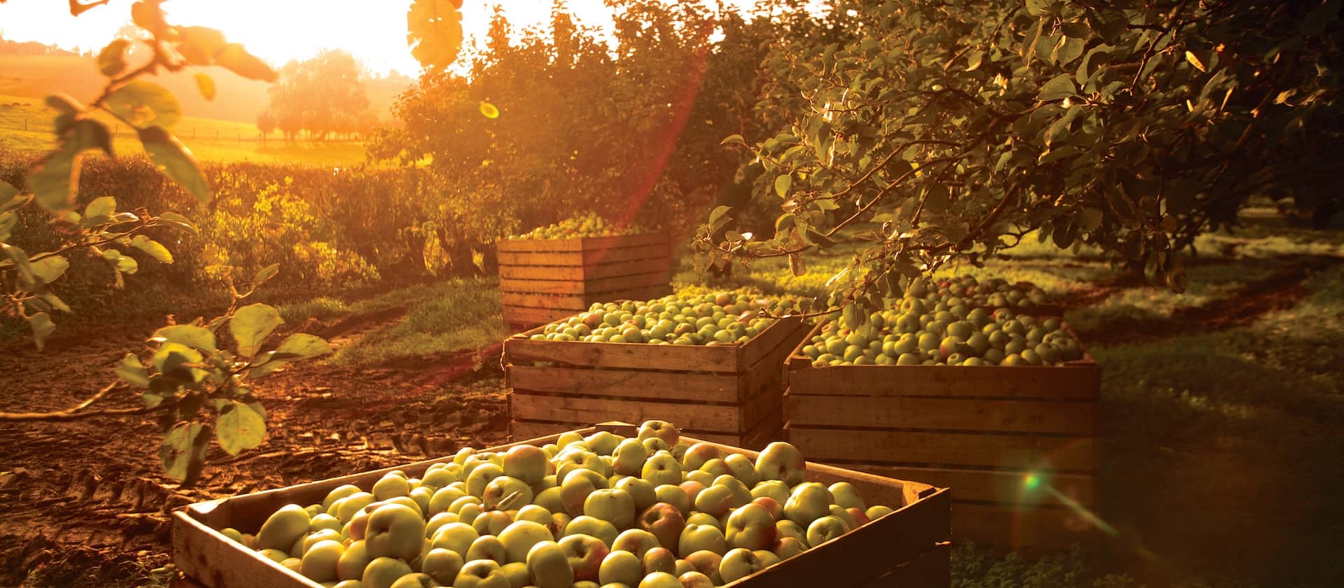Harvested apples in wooden crates at a sunlit orchard in County Armagh, Northern Ireland.