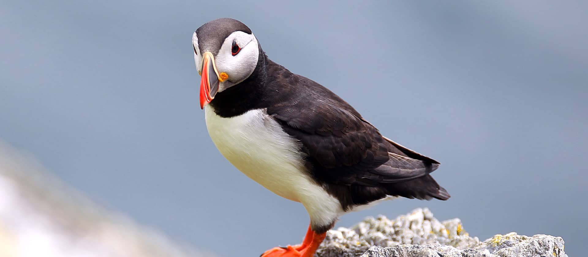 Atlantic puffin perched on a rocky cliff along the Wild Atlantic Way, County Kerry wildlife.