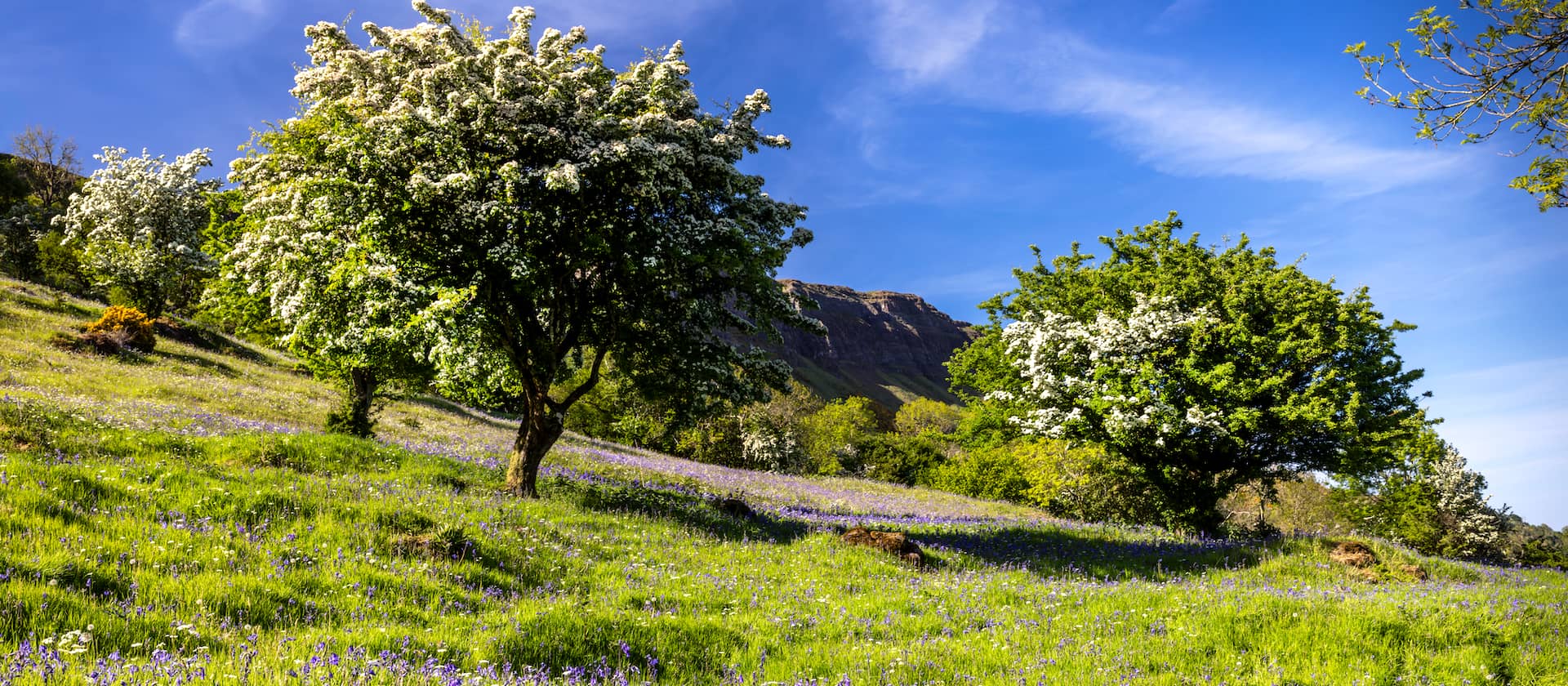 Witte meidoornbomen in bloei boven een tapijt van boshyacinten in het voorjaar in County Antrim, onder een helderblauwe hemel.