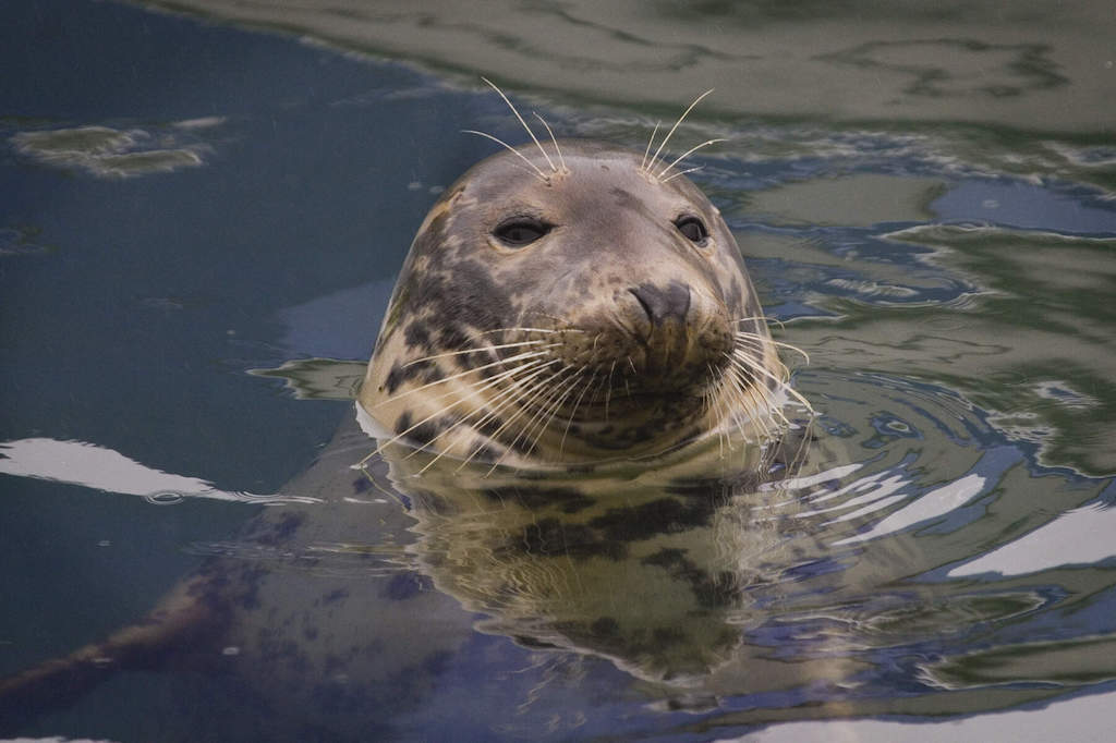 Grey seal poking its head above the water at Kilmore, County Wexford.