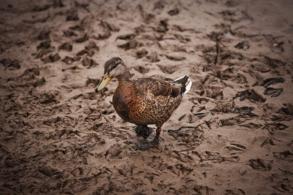 Duck standing on mudflat at Wexford Wildfowl Reserve in County Wexford.