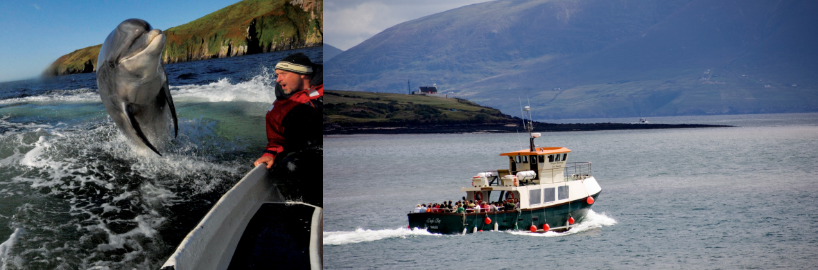 fungi-dolphin-and-ferry-dingle-kerry