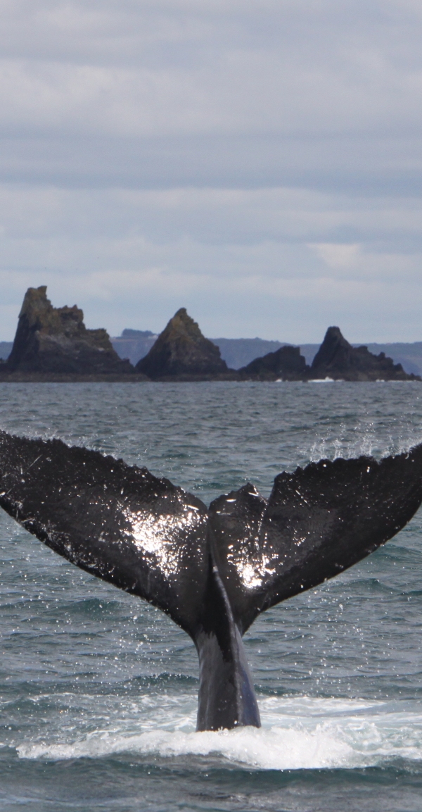 noises-of-nature-whale