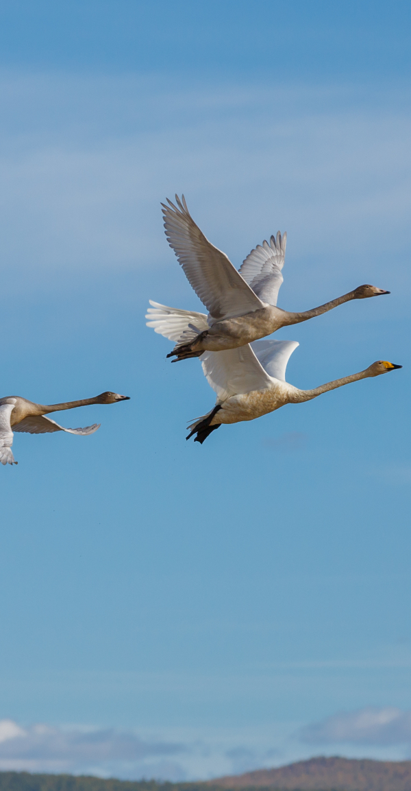 noises-of-nature-swans