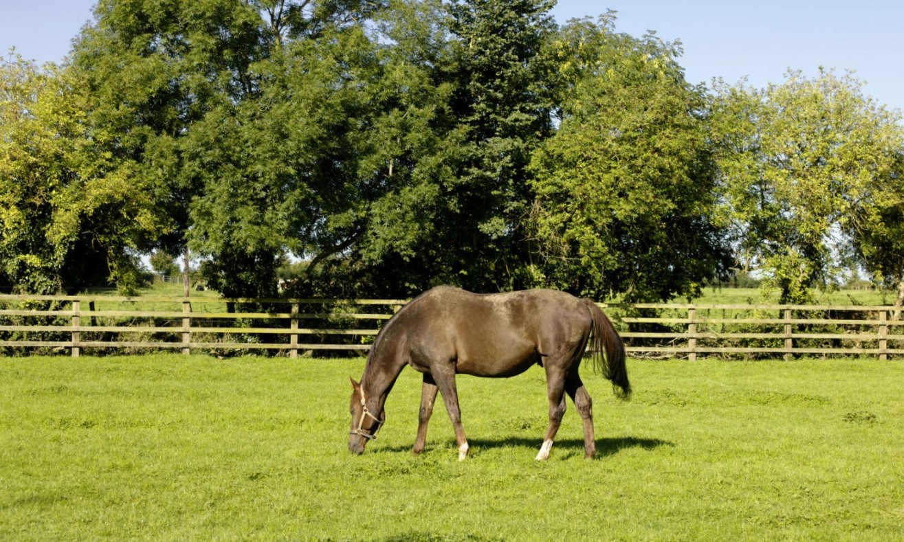 Renpaard dat alleen graast in een omheind weiland onder bladerrijke bomen bij het Irish National Stud in county Kildare.