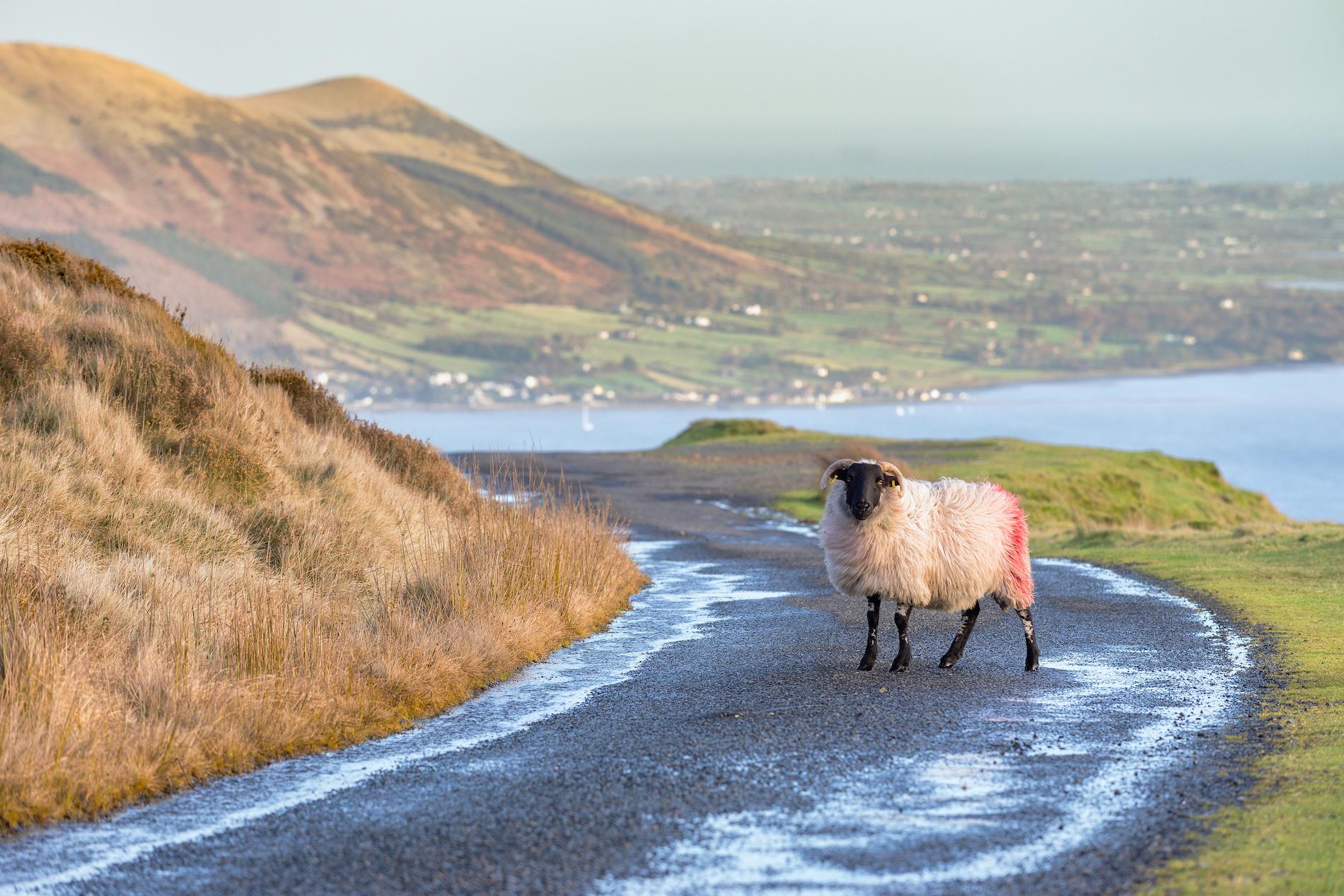 Una oveja solitaria se encuentra en medio de una sinuosa carretera rural con vistas a las aguas de Carlingford Lough y las montañas de Mourne.