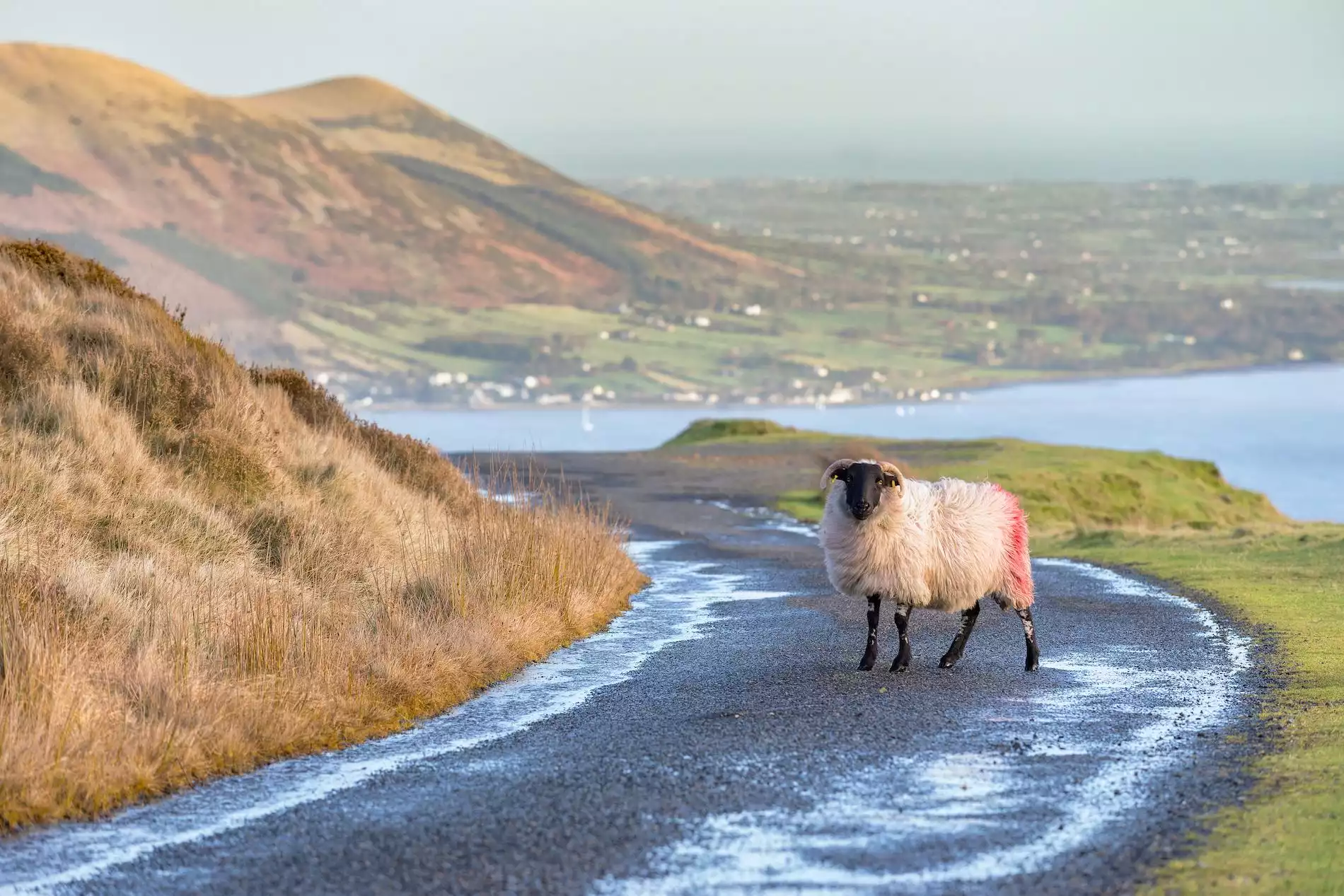 A lone sheep stands in the middle of a winding rural road overlooking the waters of Carlingford Lough and the Mourne Mountains.