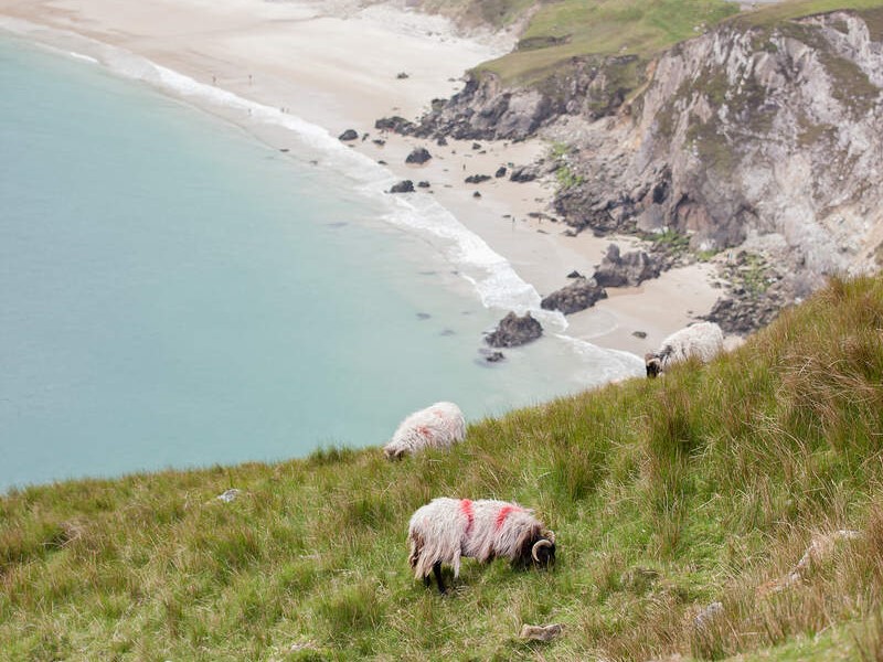Schapen grazen op steile groene hellingen boven een stille baai op Achill Island, terwijl golven tegen de rotsen breken.