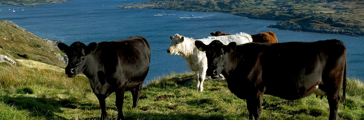 CowsatSkyRoadClifdenCountyMayo