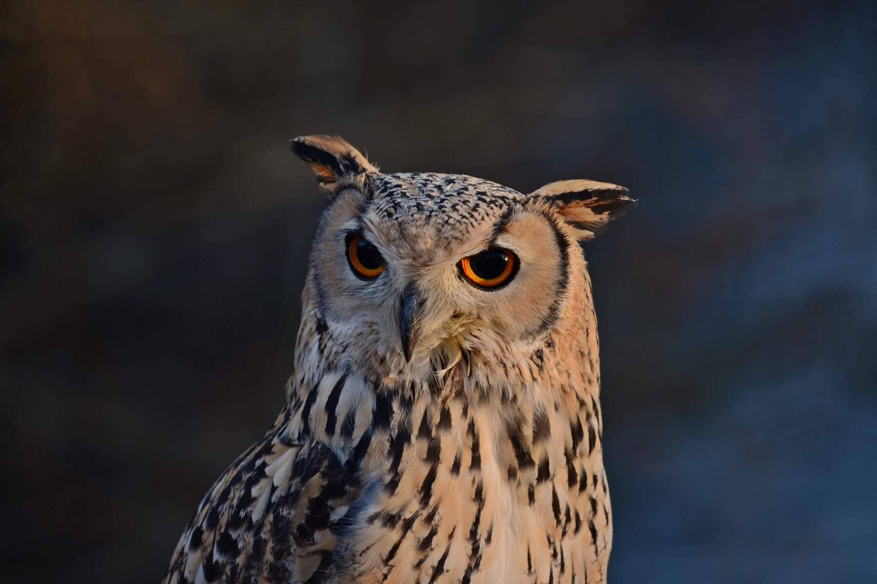 owl-doneraile-court-wildlife-park-county-cork