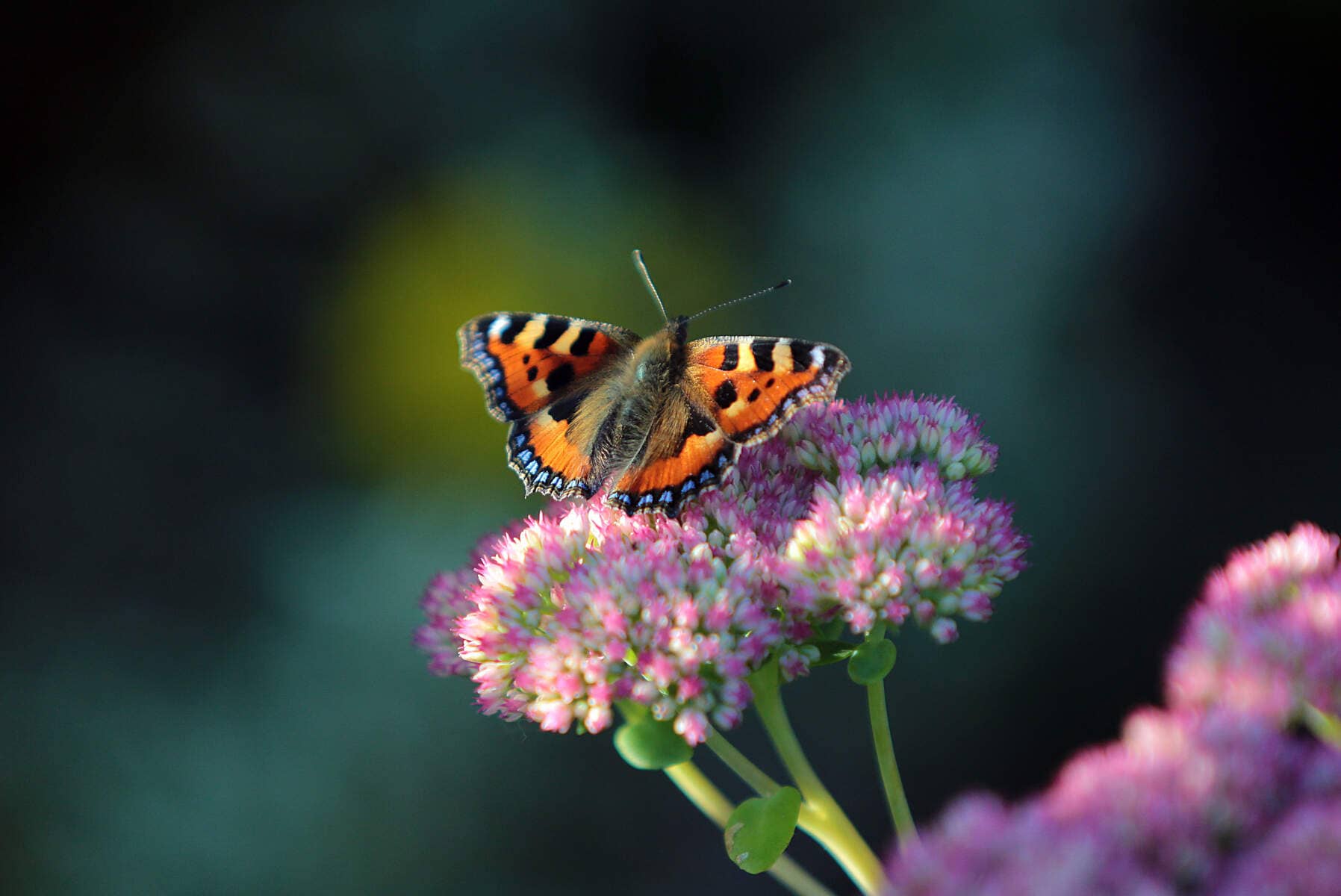 butterfly-killarney-national-park-county kerry