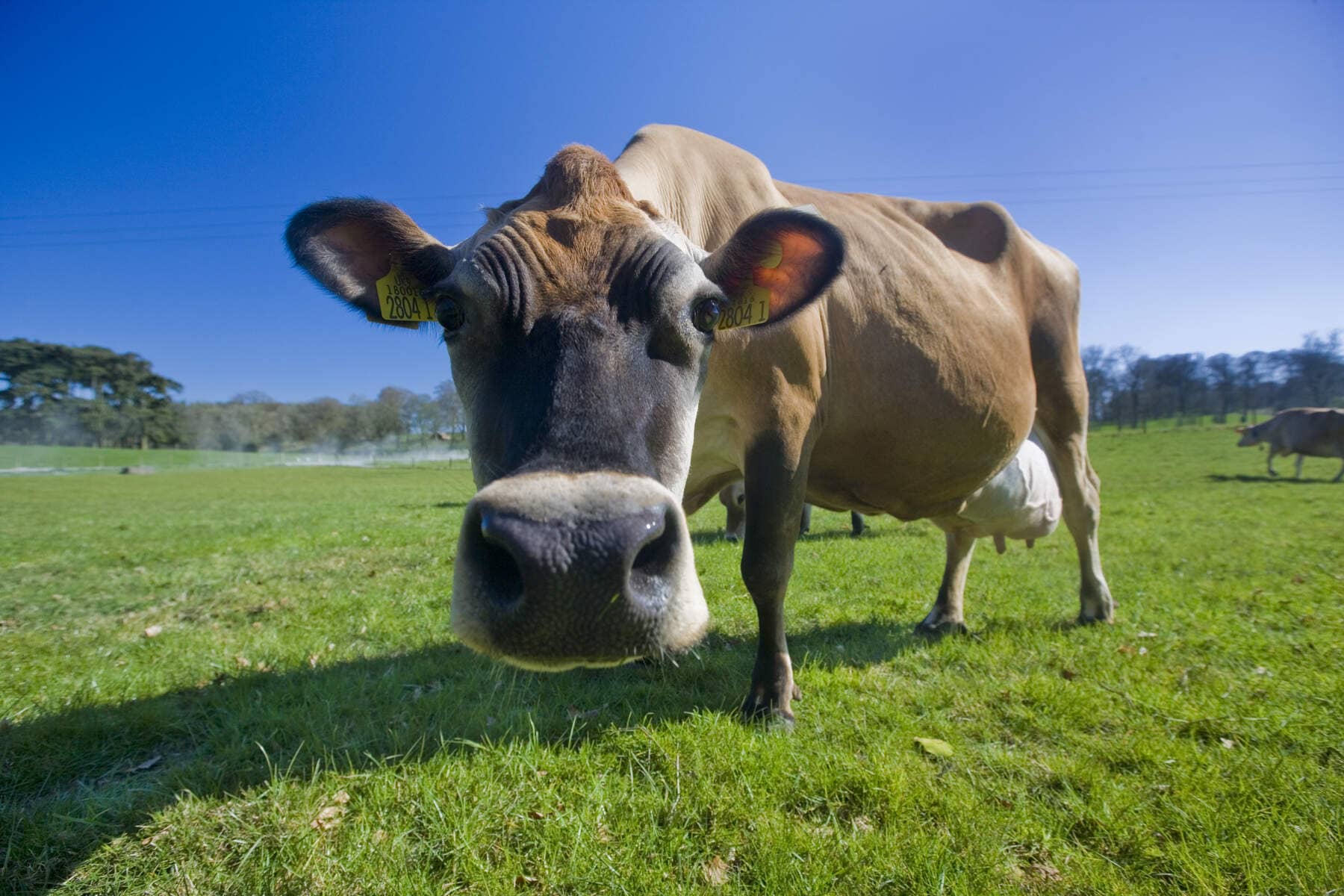 cow-clandeboye-estate-county-down