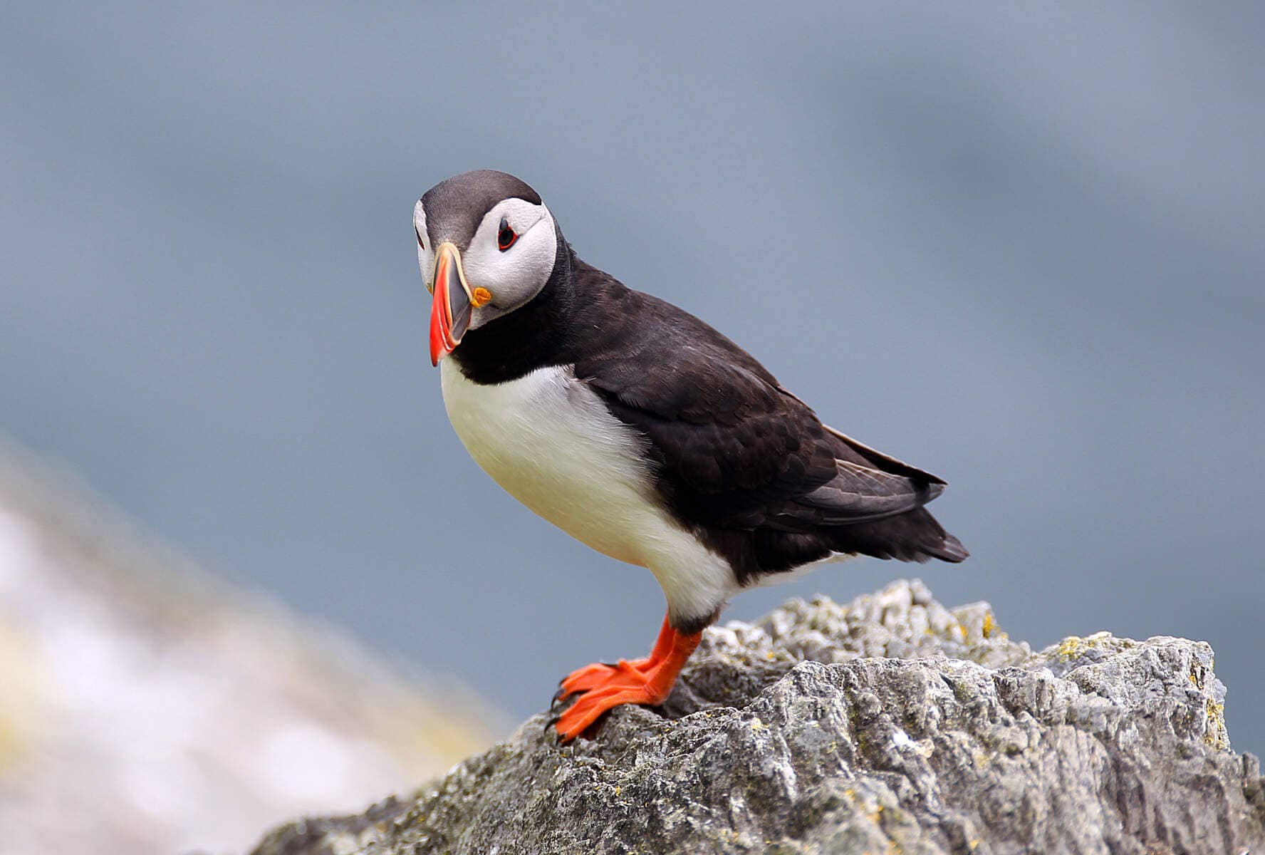 puffin-skellig-michael-county-kerry