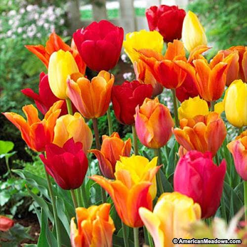 glenarm-castle-tulip-festival-county-antrim
