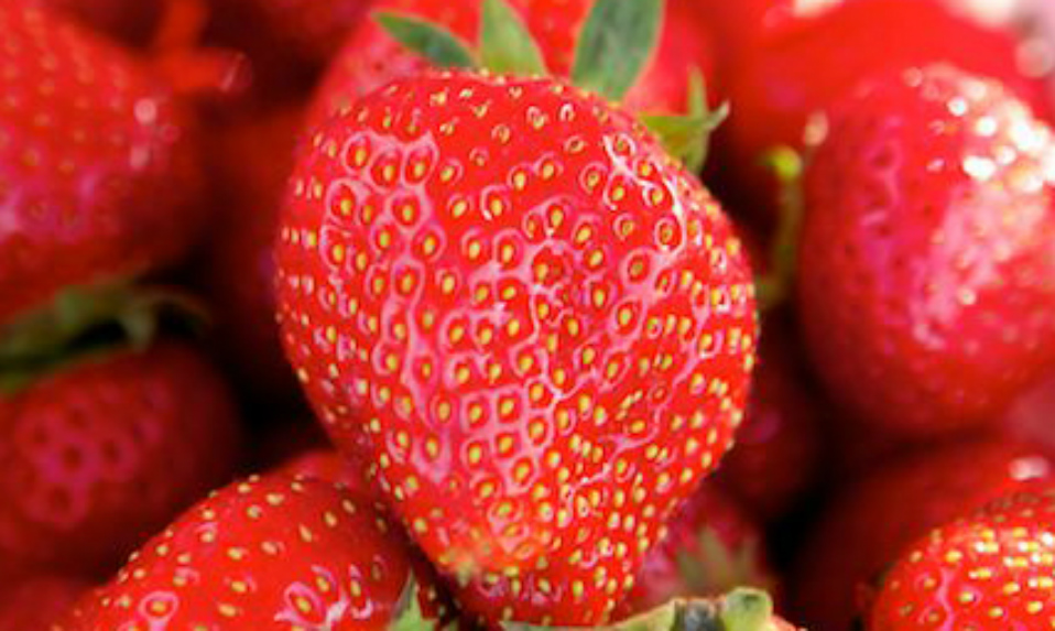 un gros plan sur des fraises irlandaises rouges mûres avec des graines et des feuilles vertes.