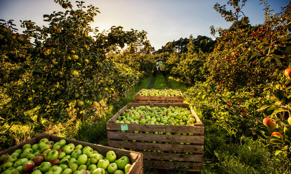 Des pommes fraîchement récoltées dans des caisses en bois dans un verger du comté d'Armagh.