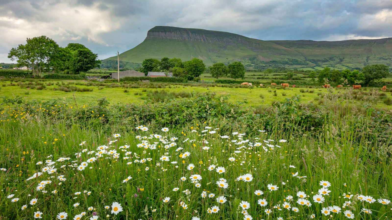 Prairies de fleurs sauvages avec vue sur la montagne de Ben Bulben et la campagne de Drumcliffe dans le comté de Sligo.