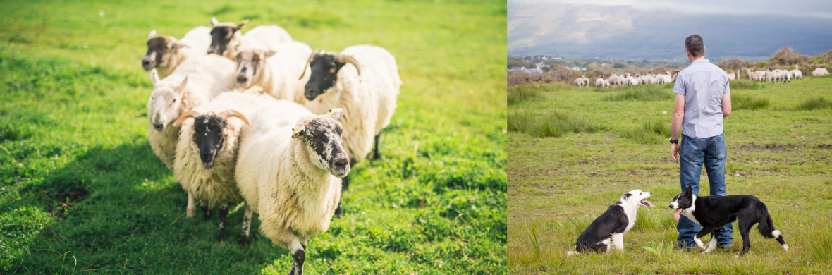 SheepdogtrialsCountySligo