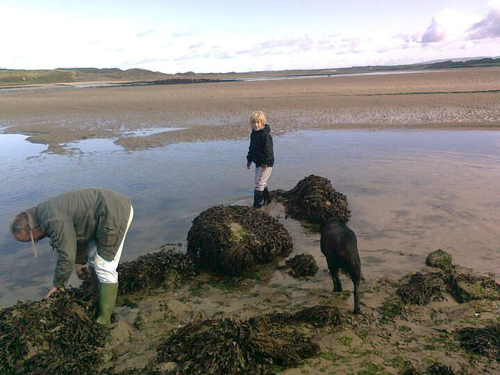 Un enfant et un adulte cueillent des algues avec un chien noir sur une plage de marée à marée basse.