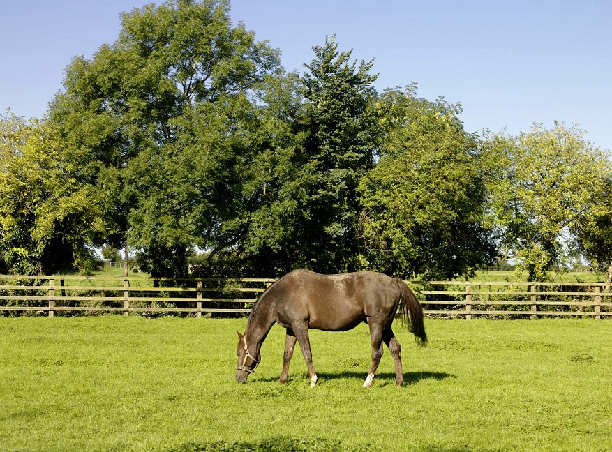 Cheval paissant dans un pâturage verdoyant à l'Irish National Stud and Gardens, comté de Kildare.