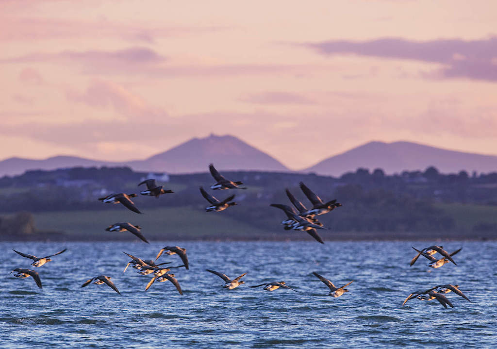 Strangford Lough, County Down