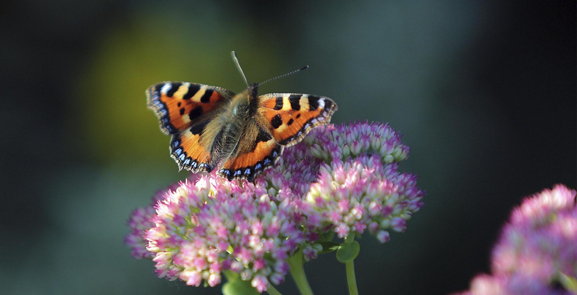 Un papillon aux ailes noires, orange et blanches repose sur un bouquet de fleurs roses, sur fond sombre flou.