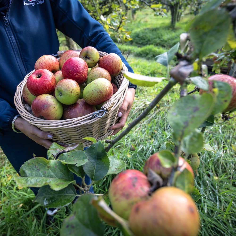 Basket of freshly picked Armagh Bramley apples carried through a green orchard in County Armagh.