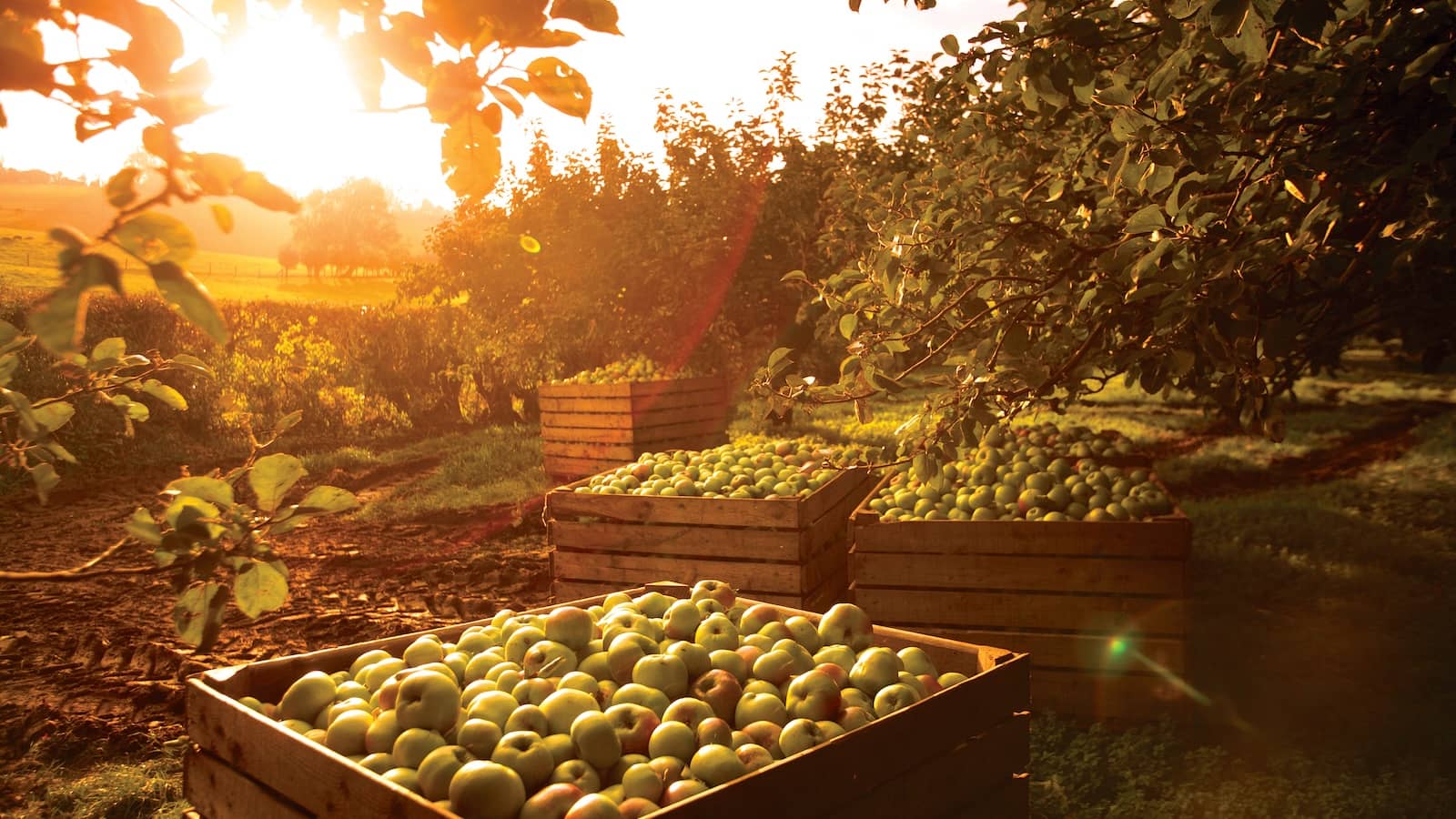 Harvested Armagh Bramley apples in wooden crates at sunset in a County Armagh orchard.