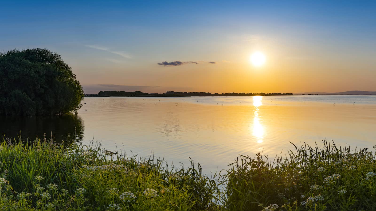 Sunset over the tranquil waters of Lough Neagh with reeds and wildflowers along the shoreline, County Armagh.