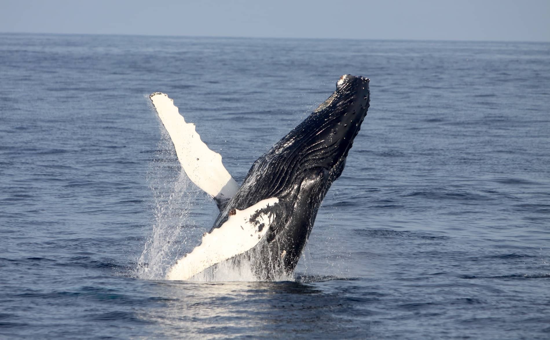 Humpback whale breaching off the coast during a whale-watching excursion in County Cork.