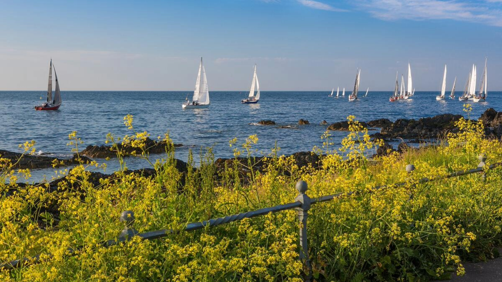 Zeilboten op zee voor de kust van Bangor met gele wilde bloemen en een rotsachtige kustlijn op de voorgrond.