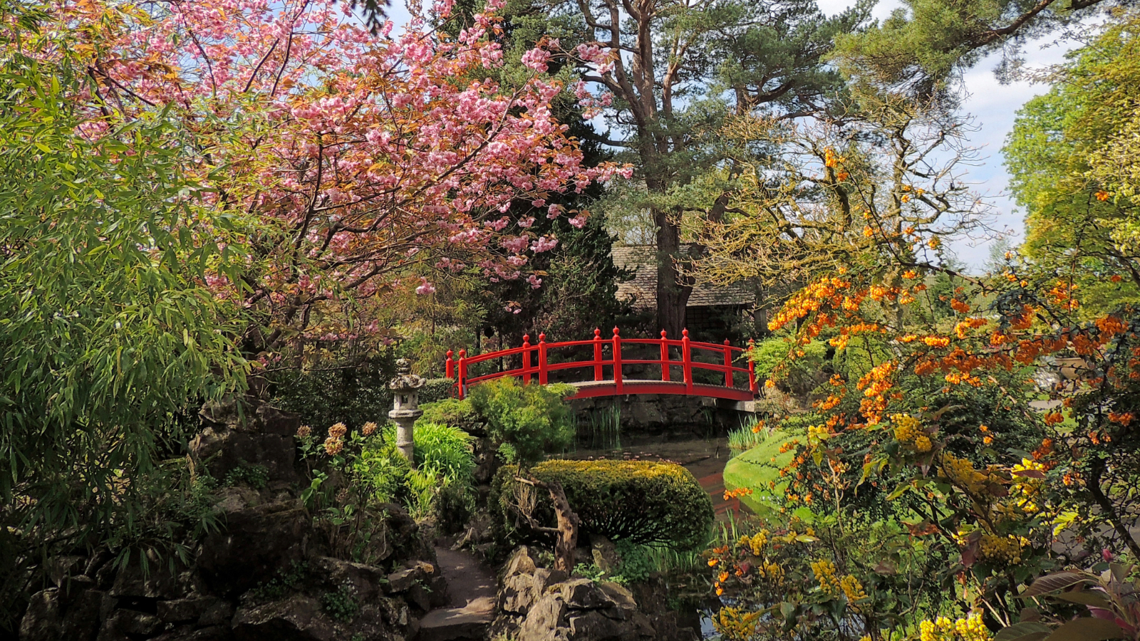 Red arched bridge framed by cherry blossoms and colourful planting in the Japanese Gardens, County Kildare.