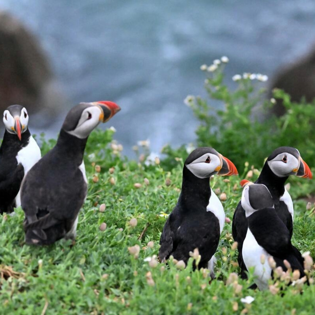 Puffins standing on grassy cliffs on the Saltee Islands in County Wexford beside wildflowers.