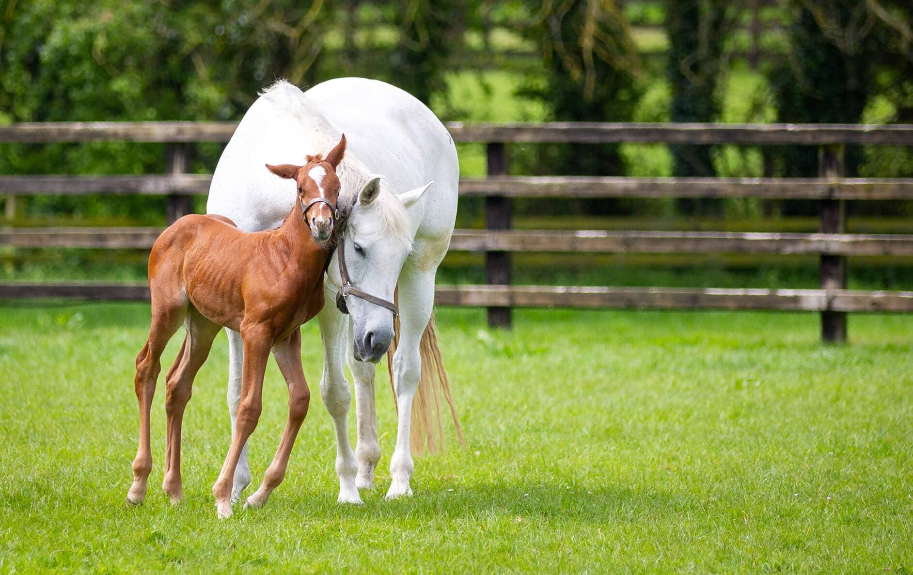 A white mare nuzzling her young foal in a sunlit paddock with wooden fencing and lush greenery at the Irish National Stud..