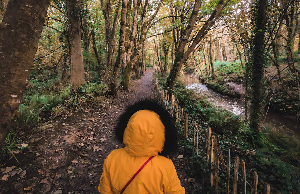Person in yellow coat walking a forest trail beside a stream in Courtown Woods, County Wexford, Ireland.