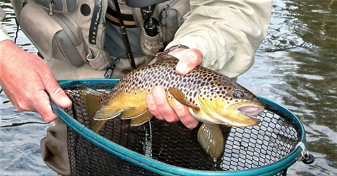 1 La Pche de la truite de rivire